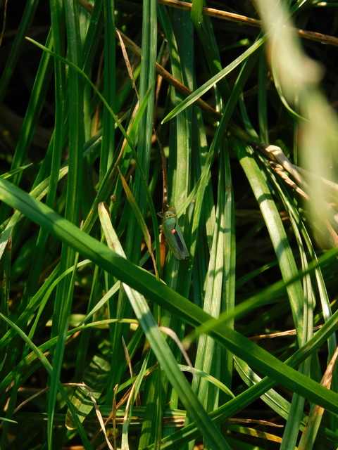 Cicadella viridis - méregzöld kabóca