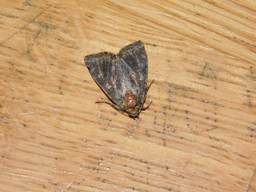 Apterogenum ypsillon - ipszilon-erdeibagoly