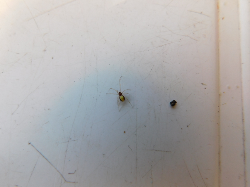 Neottiura bimaculata - dudva törpepók