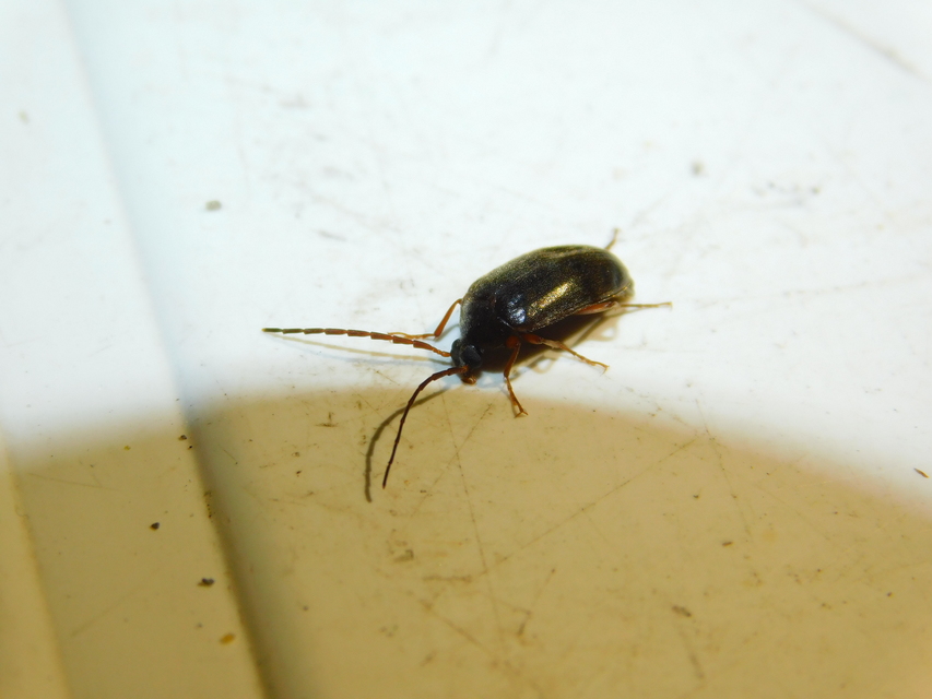Hymenalia rufipes - rőtlábú alkonybogár