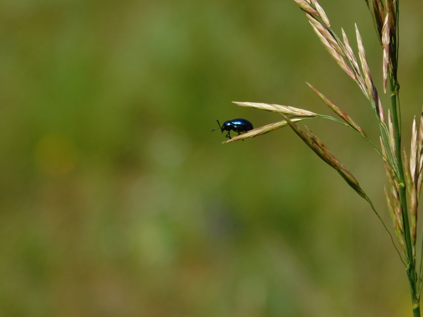 Chrysochus asclepiadeus - tündöklő méreggyiloklevelész