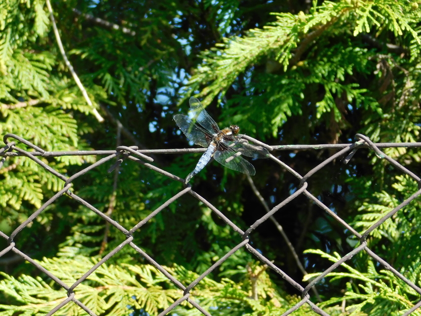 Libellula depressa - széles laposacsa