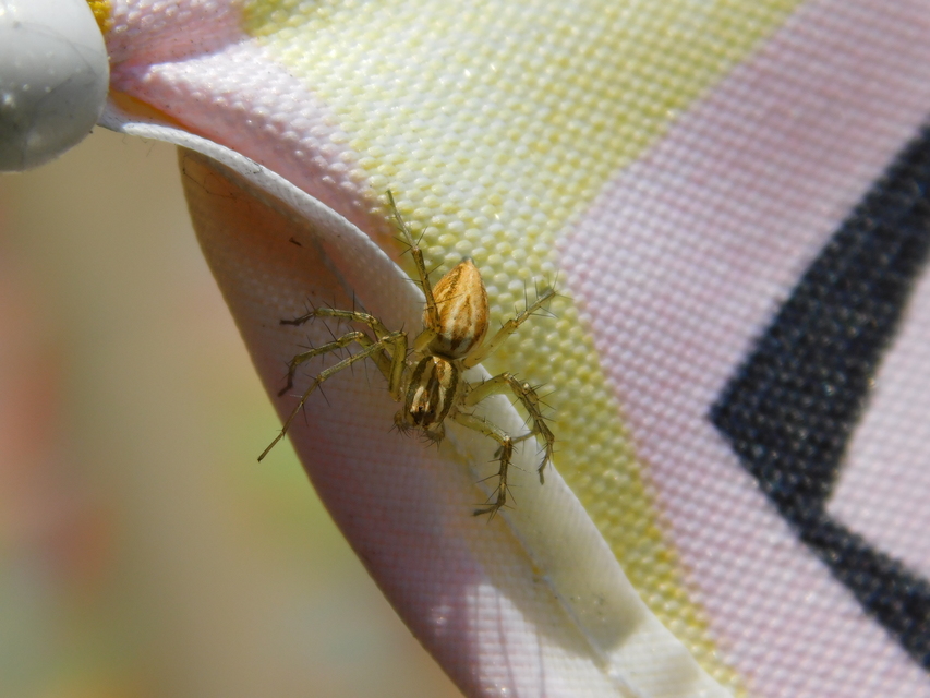 Oxyopes lineatus