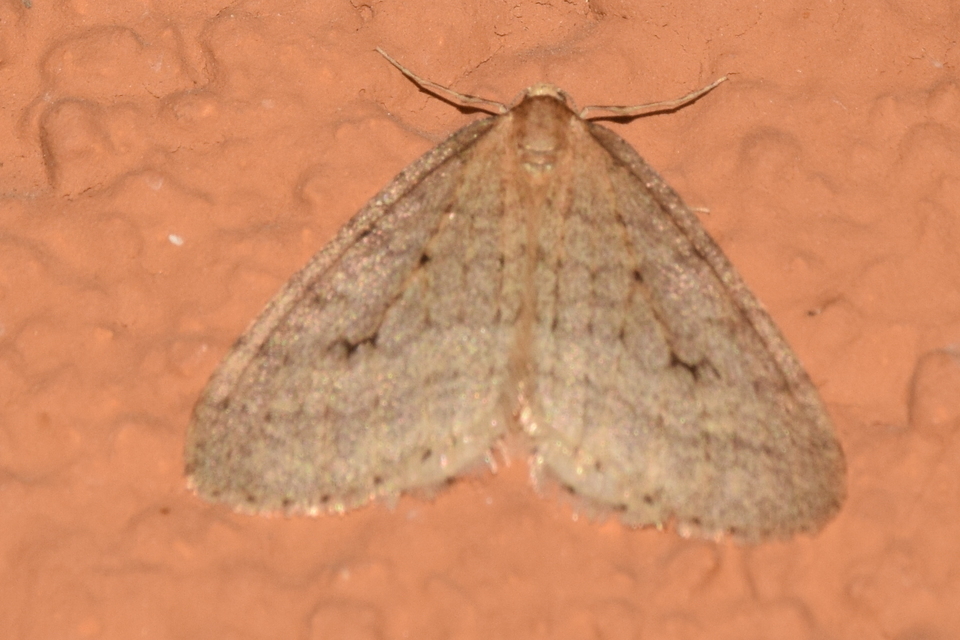 Operophtera brumata - kis téliaraszoló