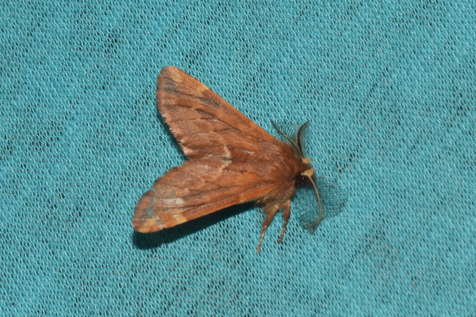 Ptilophora plumigera - tollas púposszövő