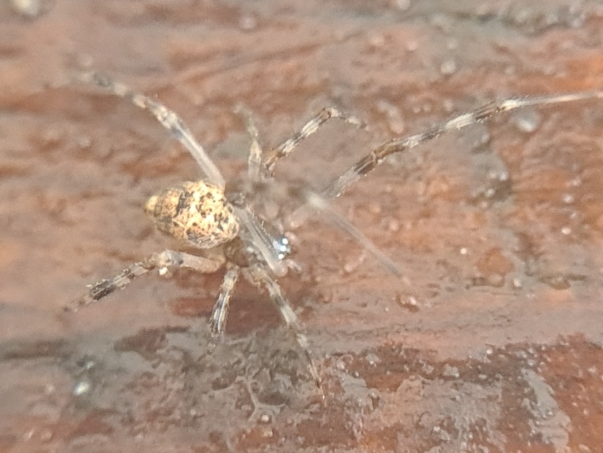 Parasteatoda