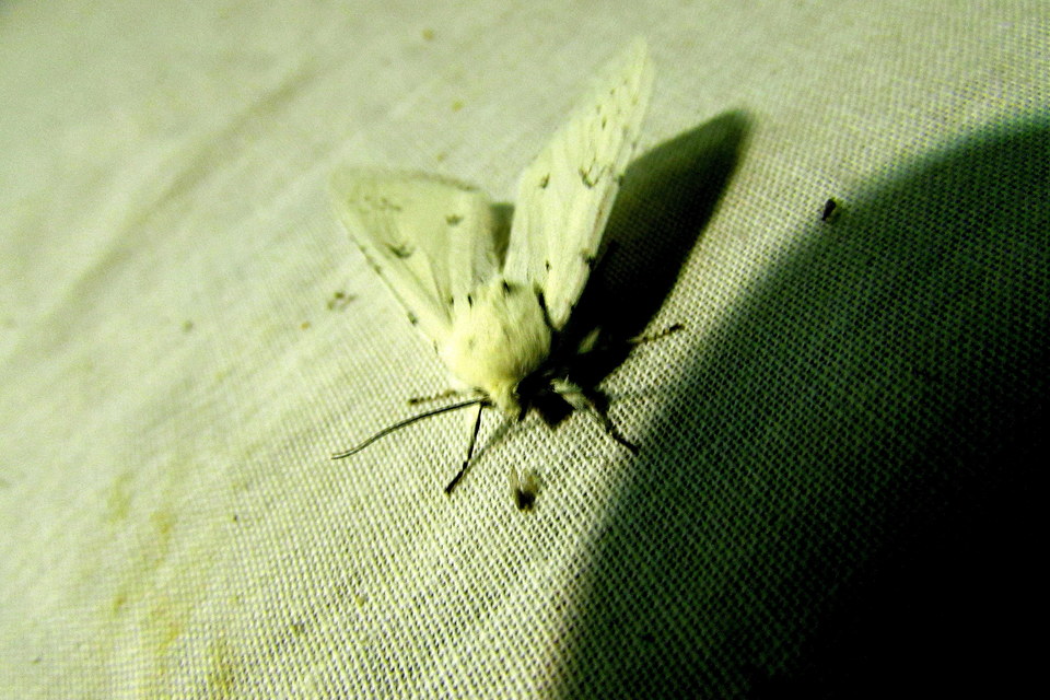 Acronicta leporina - fehér szigonyosbagoly