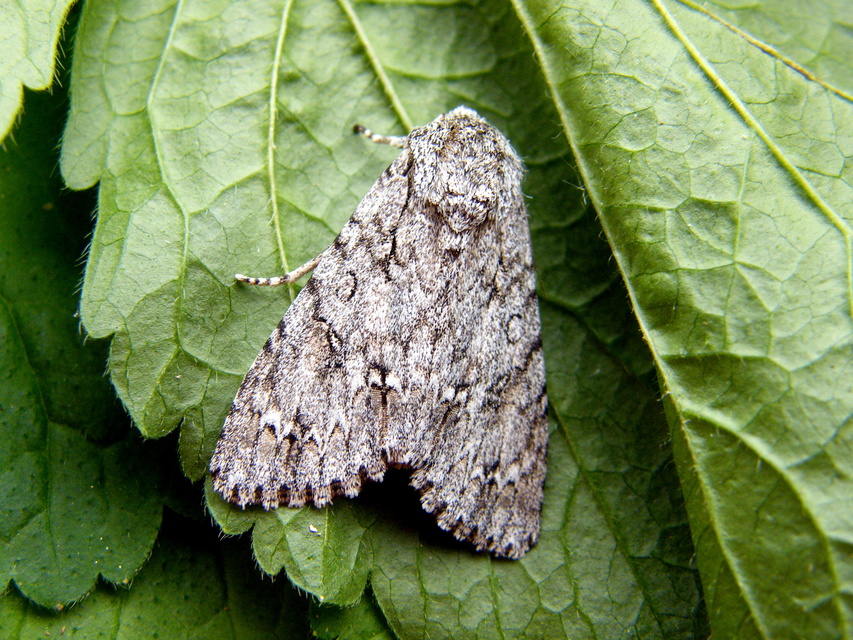 Acronicta aceris - vadgesztenye-szigonyosbagoly