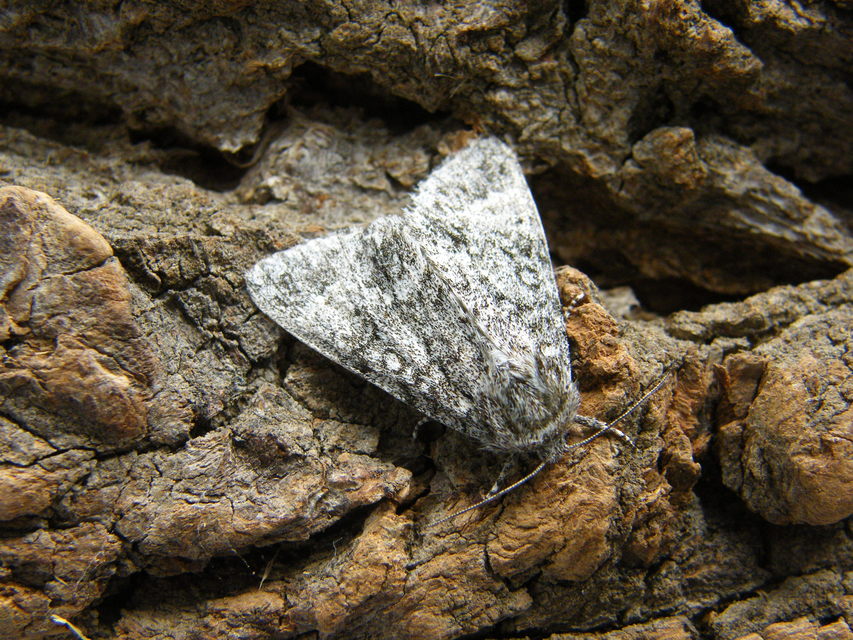 Acronicta megacephala - nagyfejű szigonyosbagoly