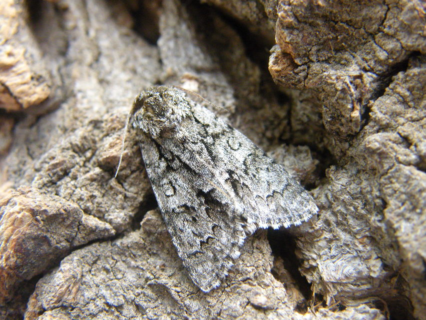 Acronicta auricoma - aranyos szigonyosbagoly
