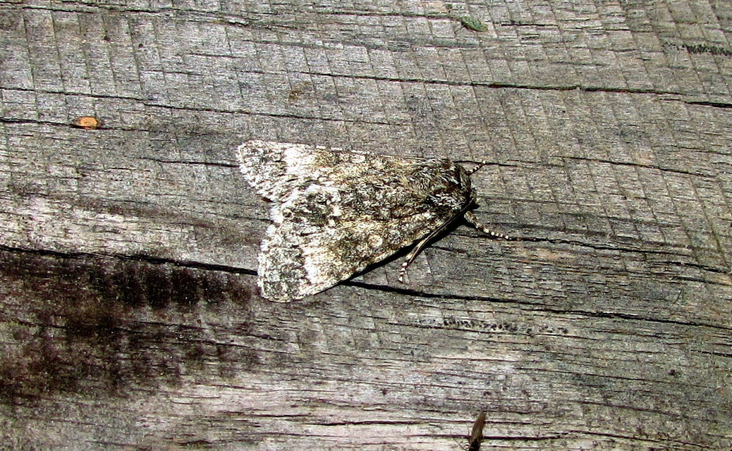 Acronicta megacephala - nagyfejű szigonyosbagoly