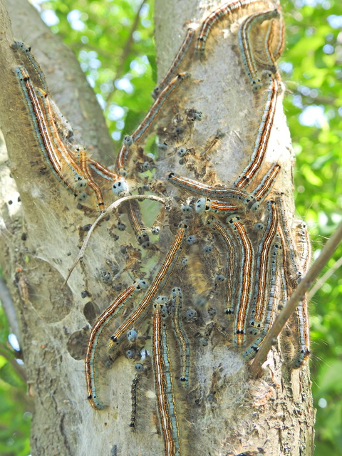 Malacosoma neustria - gyűrűsszövő