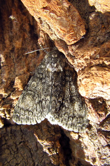Acronicta megacephala - nagyfejű szigonyosbagoly
