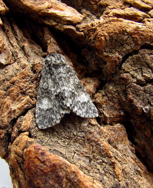 Acronicta megacephala - nagyfejű szigonyosbagoly
