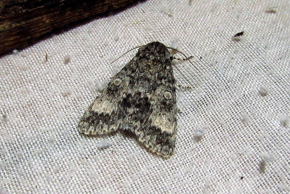 Acronicta megacephala - nagyfejű szigonyosbagoly