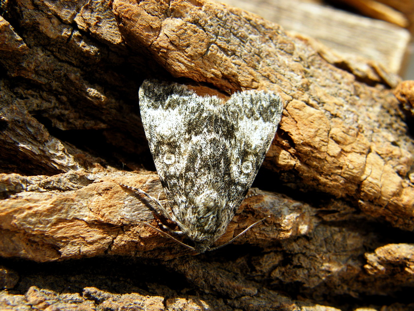 Acronicta megacephala - nagyfejű szigonyosbagoly