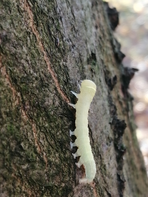 Pseudoips prasinana - bükkfa-zöldbagoly