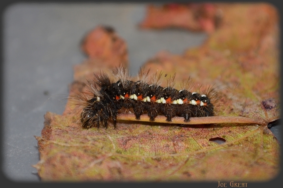 Acronicta rumicis - sóska-szigonyosbagoly