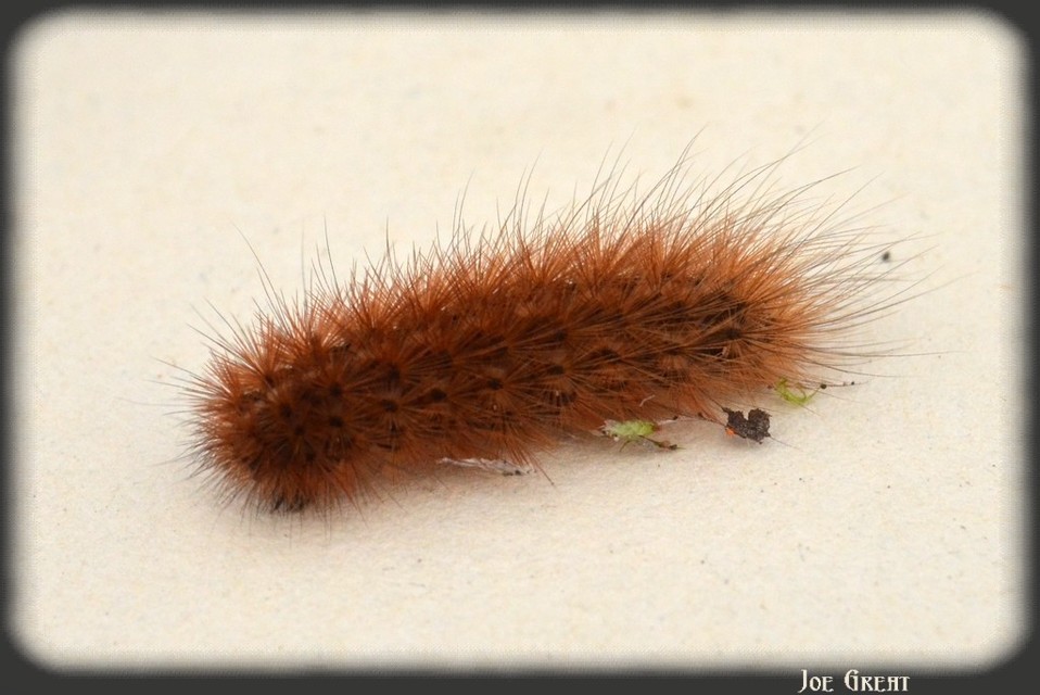 Phragmatobia fuliginosa - füstös medvelepke