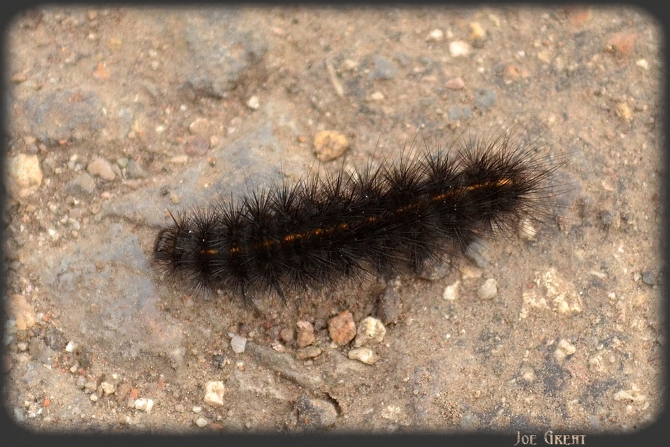 Spilosoma lubricipedum - tejszínű medvelepke