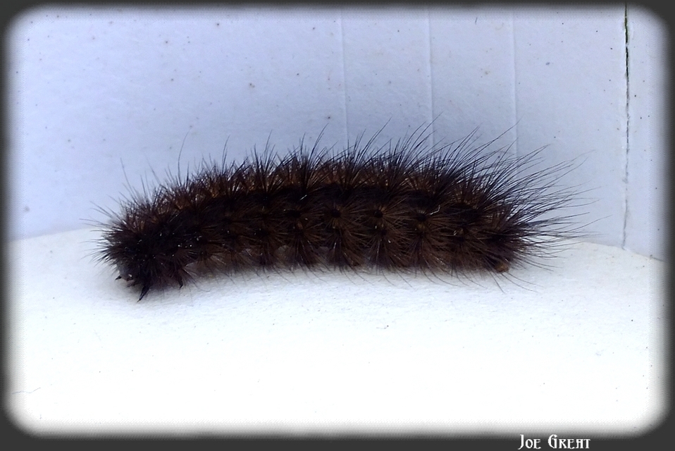 Spilosoma lubricipedum - tejszínű medvelepke