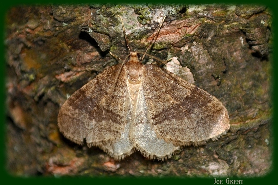 Operophtera brumata - kis téliaraszoló