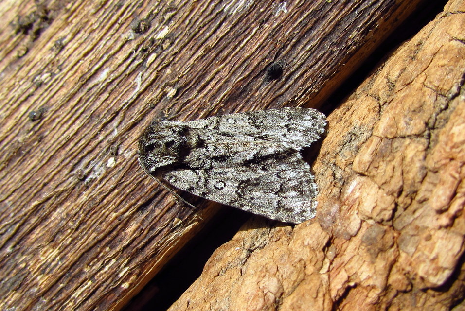 Acronicta auricoma - aranyos szigonyosbagoly