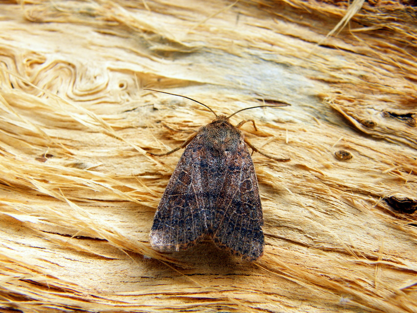 Anchoscelis nitida - rozsdabarna őszibagoly
