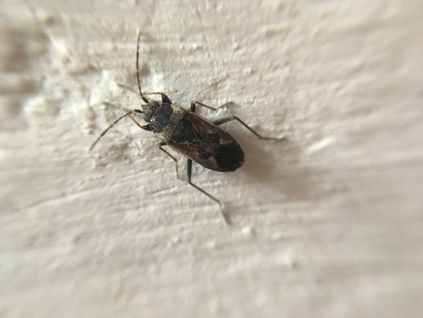 Rhyparochromus vulgaris - közönséges díszesbodobács