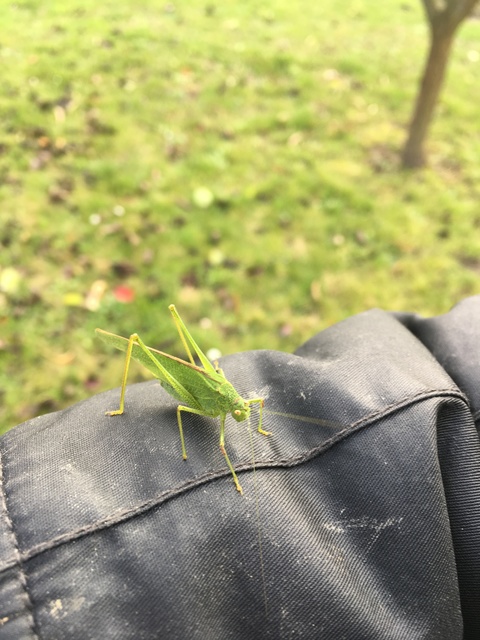 Phaneroptera nana - pontozott repülőszöcske