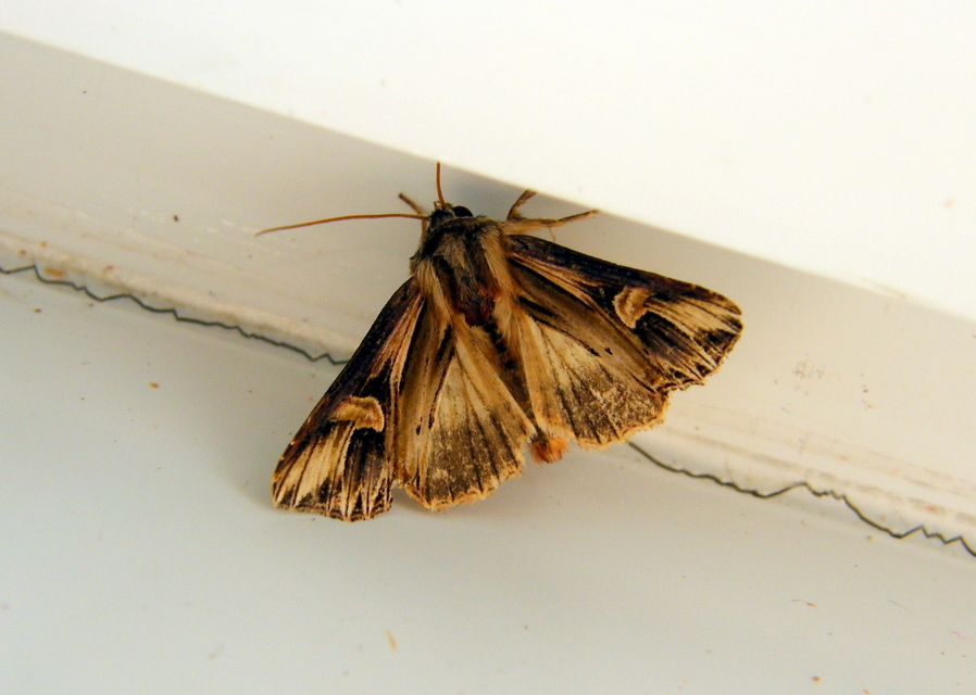 Actinotia polyodon - nagy sugarasbagoly