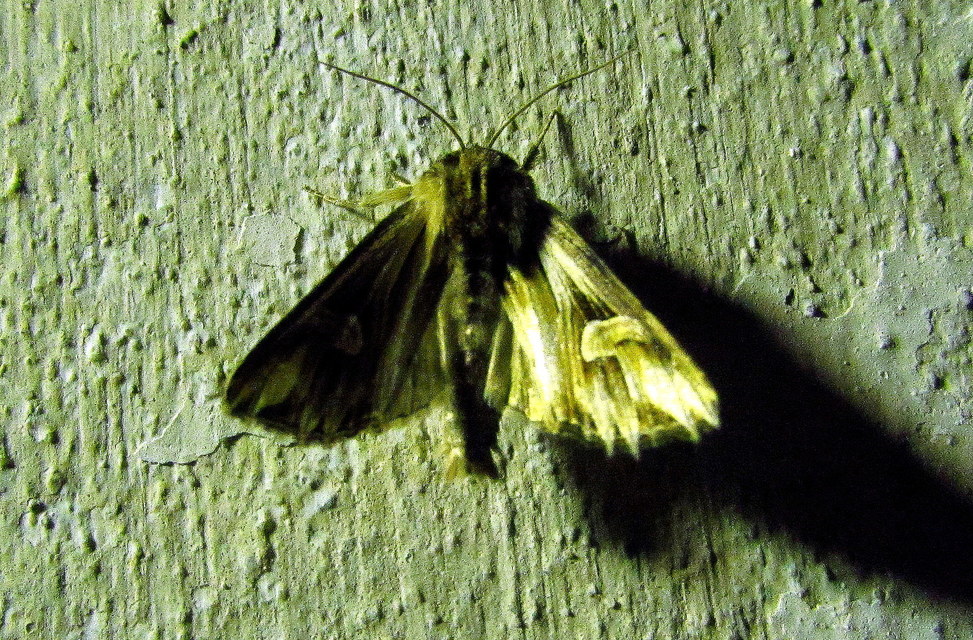 Actinotia polyodon - nagy sugarasbagoly