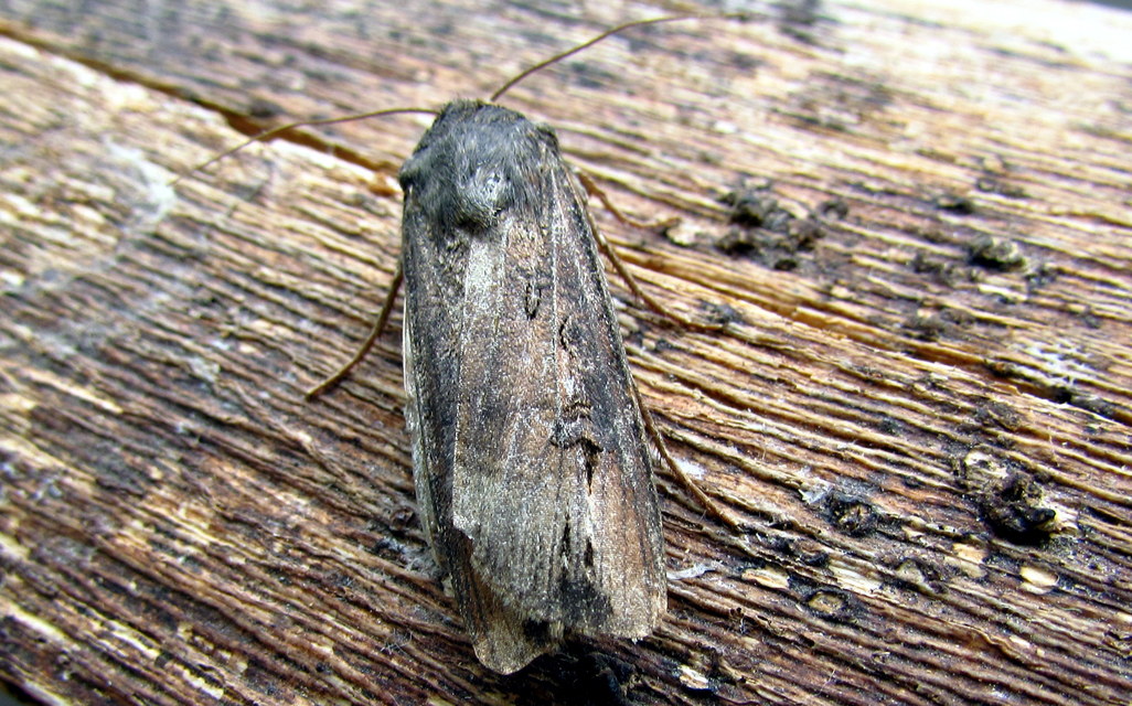 Agrotis ipsilon - nagy földibagoly