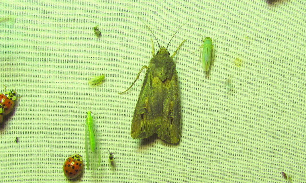Agrotis ipsilon - nagy földibagoly