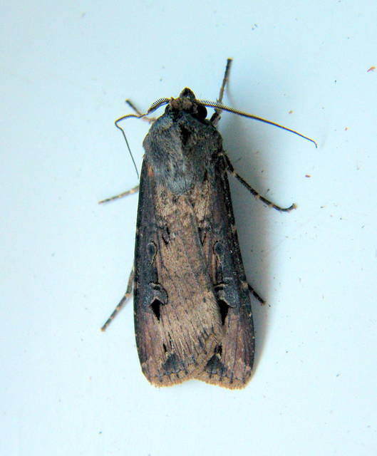 Agrotis ipsilon - nagy földibagoly