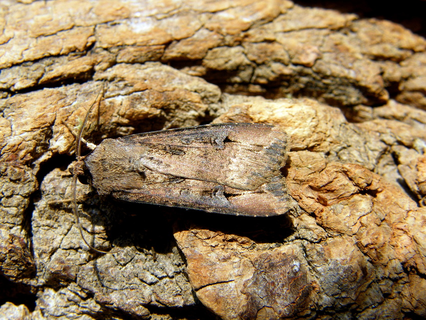 Agrotis ipsilon - nagy földibagoly