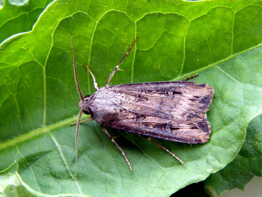 Agrotis ipsilon - nagy földibagoly