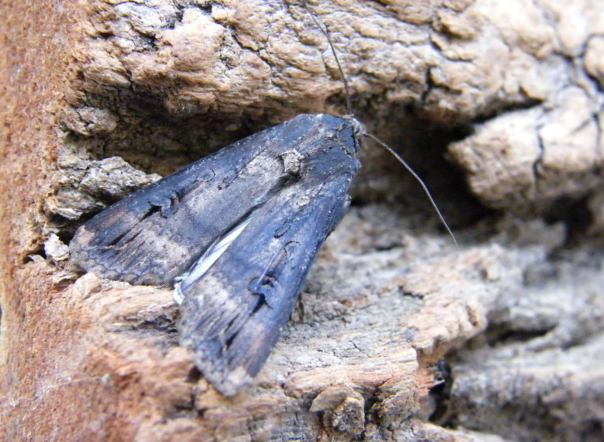 Agrotis ipsilon - nagy földibagoly