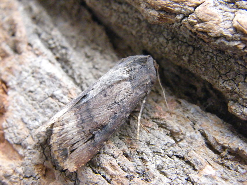 Agrotis ipsilon - nagy földibagoly