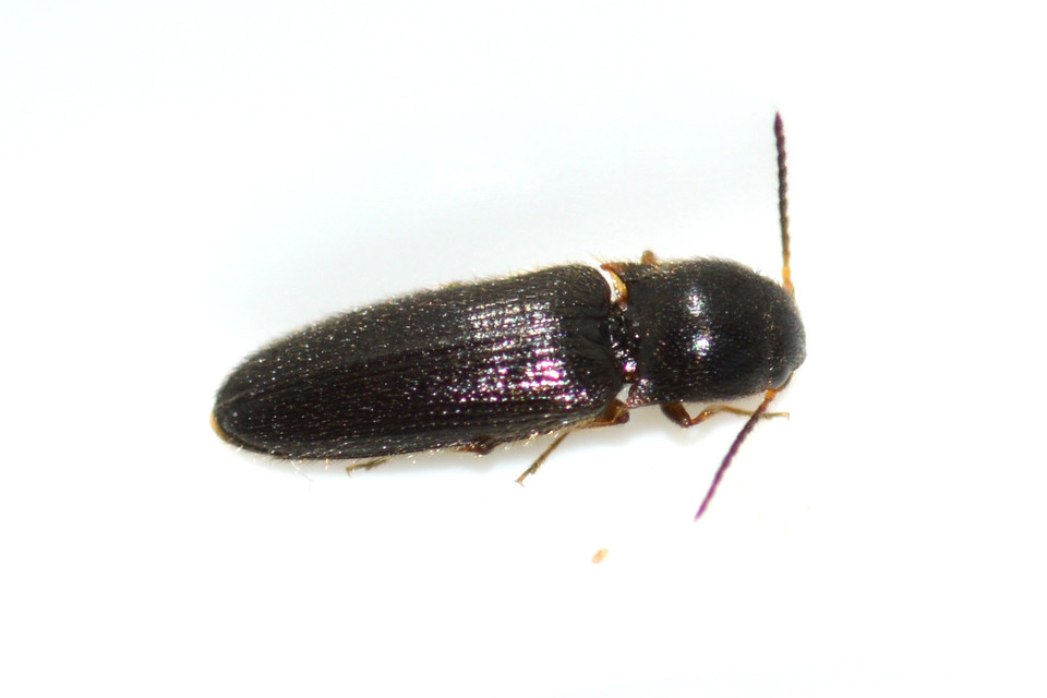 Adrastus montanus - hegyi cserjepattanó