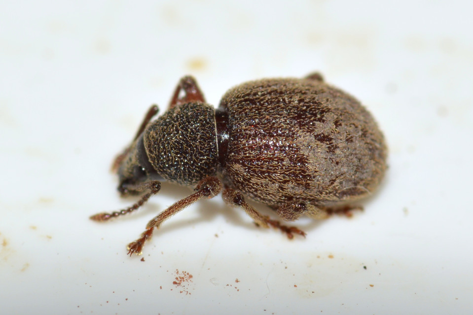 Otiorhynchus smreczynskii - zömök gyalogormányos