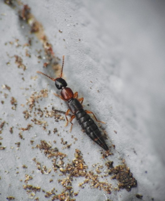Sunius melanocephalus - feketefarú lombholyva