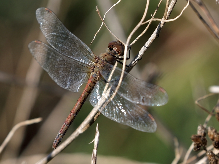Sympetrum striolatum - harántsávos katona-szitakötő