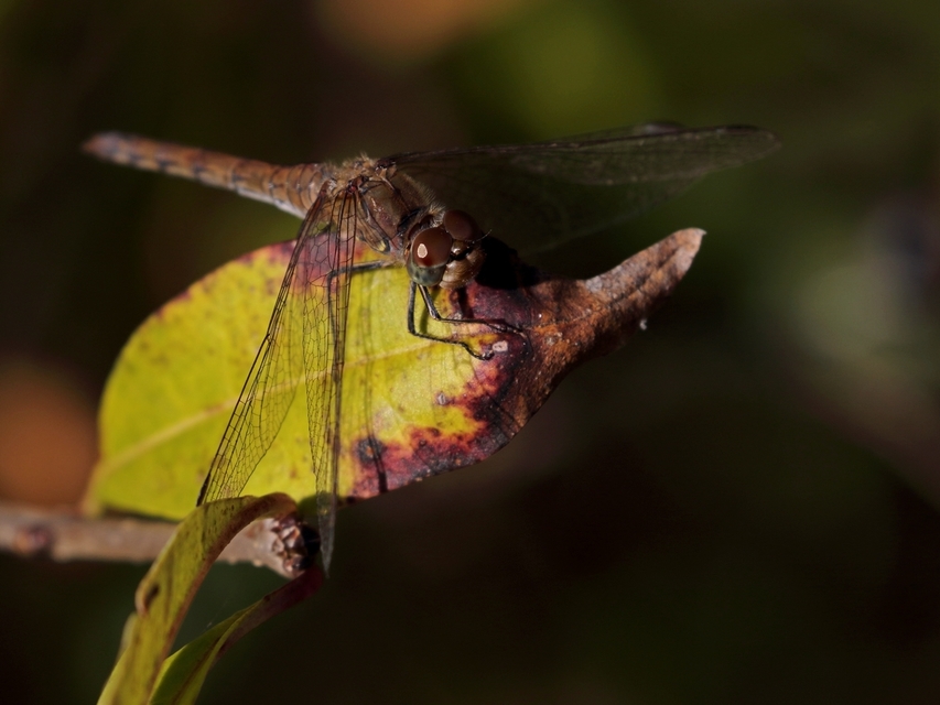 Sympetrum striolatum - harántsávos katona-szitakötő