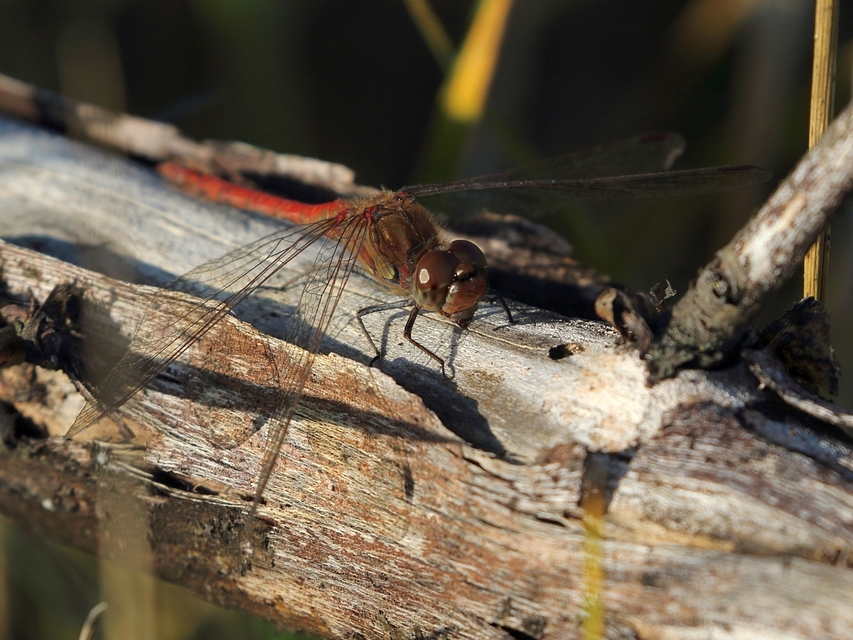 Sympetrum striolatum - harántsávos katona-szitakötő