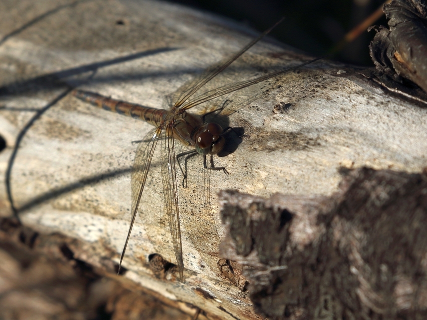 Sympetrum striolatum - harántsávos katona-szitakötő