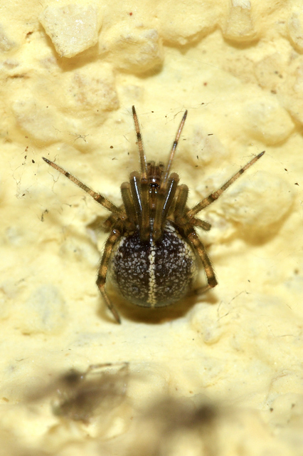 Steatoda castanea - gesztenyeszínű faggyúpók