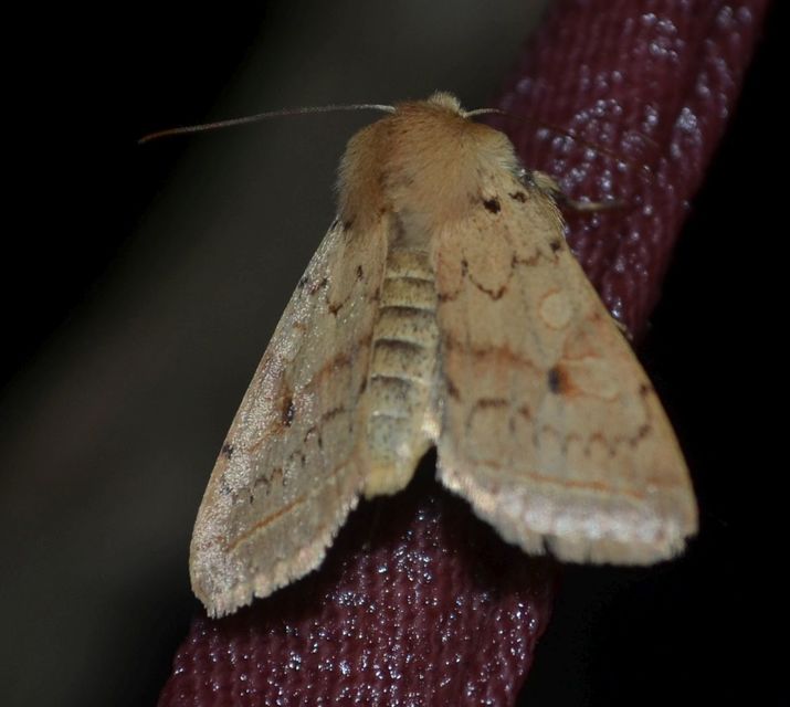 Leptologia macilenta - gyertyán-őszibagoly