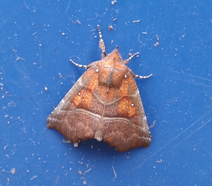 Scoliopteryx libatrix - vörös csipkésbagoly