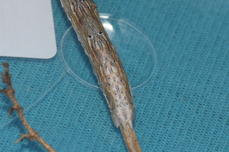 Synopsia sociaria - ürömaraszoló